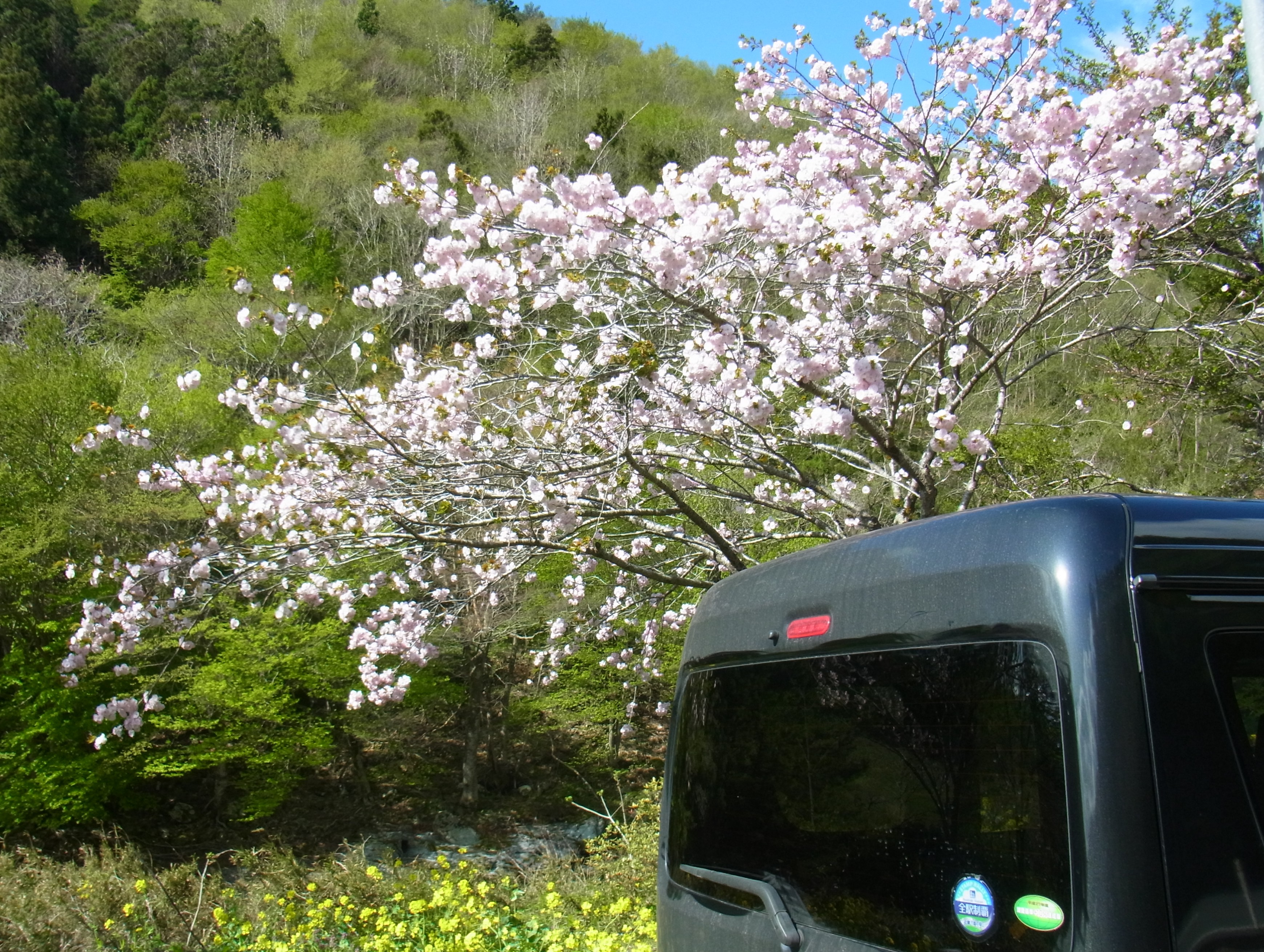 陸前高田市の桜